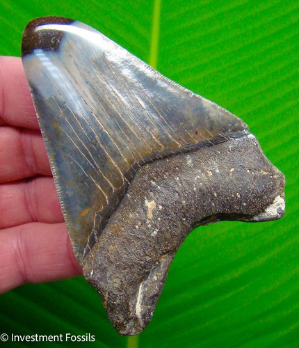 Megalodon shark tooth - megalodon, real