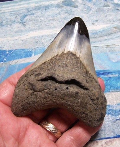 Megalodon shark tooth 4 - shark, 3