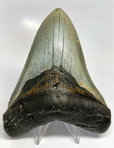 Inch real megalodon shark - inch,